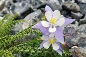 A Path of Irreversible Transformation 236 Columbine Thistle 07 04 2022 Scaled E1719265518269
