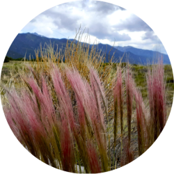 Pinkgrain_Circle